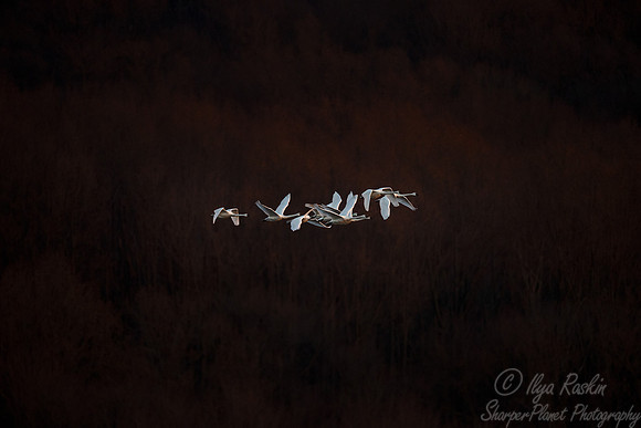 306 Tundra swans (Cygnus columbianus) - PA