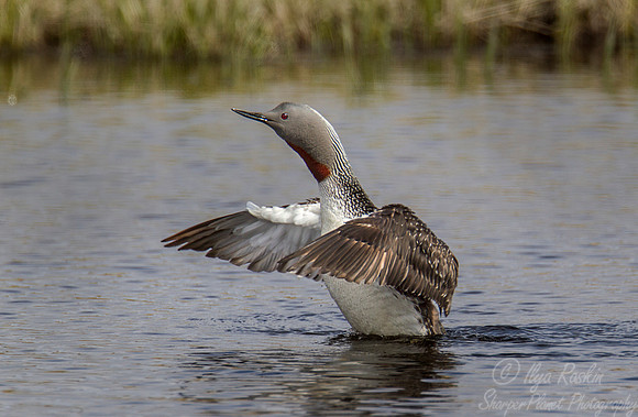 097 Red-throated Loon (Gavia stellata) - Nome AK
