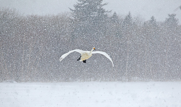 091  Whooper Swan (Cygnus cygnus) - Hokkaido Japan