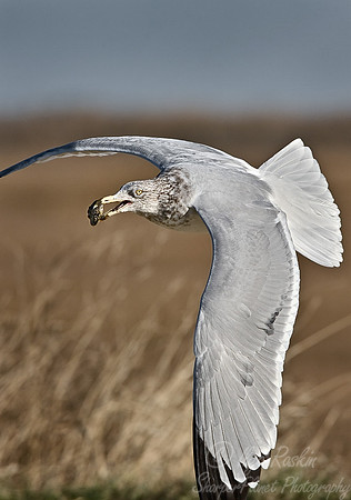 027 Herring Gull - NJ