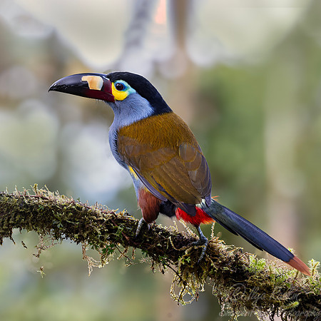 761 Plate-billed mountain toucan (Andigena laminirostris) - Ecuador