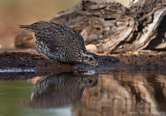 022 Northern bobwhite quail male (Colinus virginianus) - TX