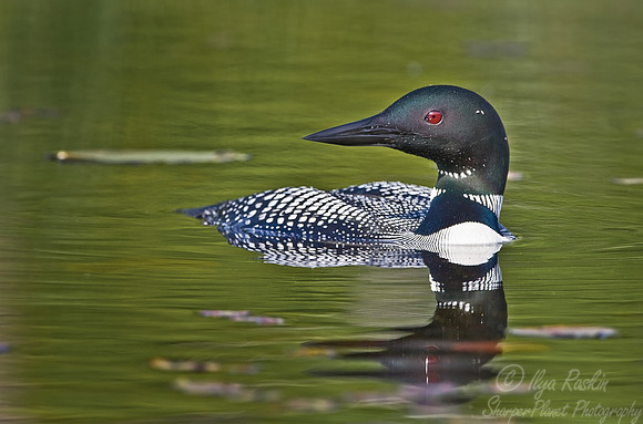 032 Common Loon - MI