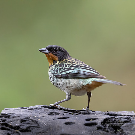 685 Rufous-throated tanager (Ixothraupis rufigula) - Ecuador