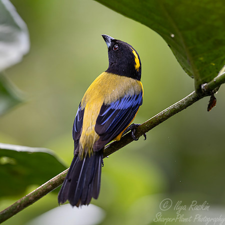 683 Black-chinned mountain tanager (Anisognathus notabilis) - Ecuador-2