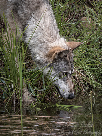 261 Gray Wolf (Canis lupus) - Minnesota Wildlife Connection