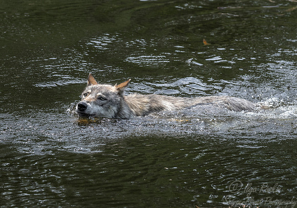 257 Gray Wolf (Canis lupus) - Minnesota Wildlife Connection