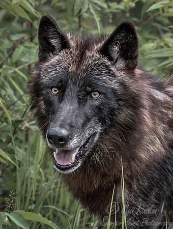 260 Gray Wolf (Canis lupus) - Minnesota Wildlife Connection