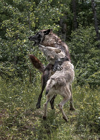 263 Gray Wolves (Canis lupus) - Minnesota Wildlife Connection