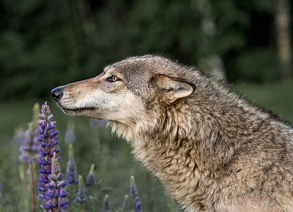 264 Gray Wolf (Canis lupus) - Minnesota Wildlife Connection