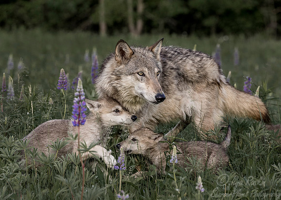 266 Gray Wolf with pups (Canis lupus) - Minnesota Wildlife Connection