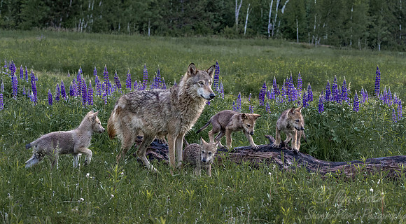 267 Gray Wolf with pups (Canis lupus) - Minnesota Wildlife Connection