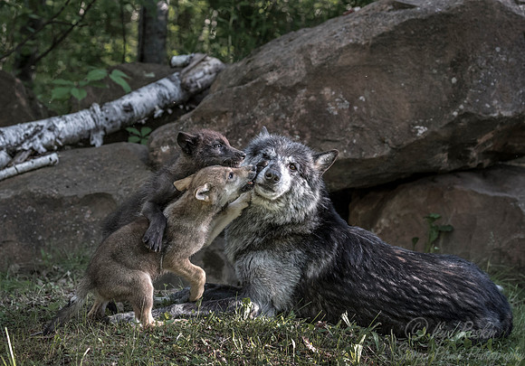 269 Gray Wolf with pups (Canis lupus) - Minnesota Wildlife Connection