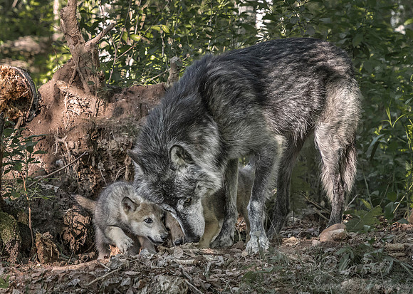 270 Gray Wolf with pups (Canis lupus) - Minnesota Wildlife Connection