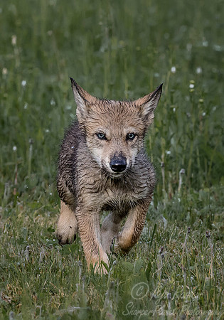 273 Gray Wolf pup (Canis lupus) - Minnesota Wildlife Connection
