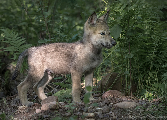 275 Gray Wolf pup (Canis lupus) - Minnesota Wildlife Connection