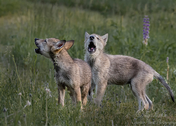 276 Gray Wolf pups (Canis lupus) - Minnesota Wildlife Connection