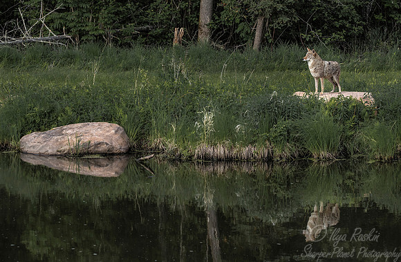 277 Coyote (Canis latrans) - Minnesota Wildlife Connection