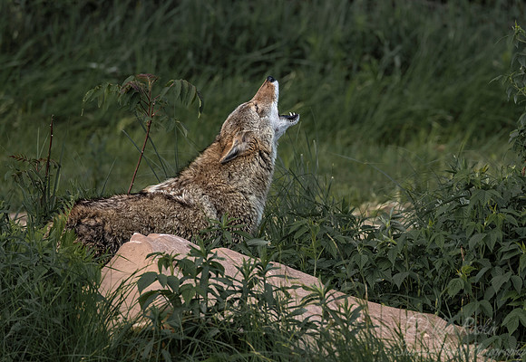 278 Coyote (Canis latrans) - Minnesota Wildlife Connection