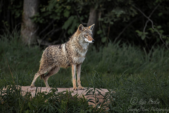 279 Coyote (Canis latrans) - Minnesota Wildlife Connection