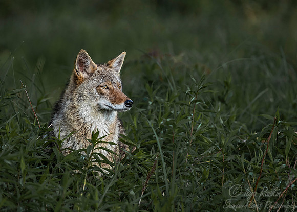 280 Coyote (Canis latrans) - Minnesota Wildlife Connection