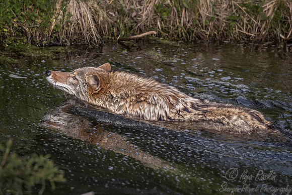 281 Coyote (Canis latrans) - Minnesota Wildlife Connection