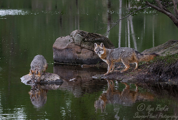 283 Gray Foxes (Urocyon cinereoargenteus) - Minnesota Wildlife Connection