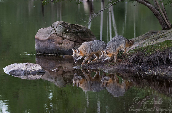 284 Gray Foxes (Urocyon cinereoargenteus) - Minnesota Wildlife Connection
