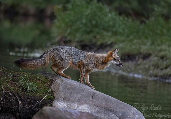 285 Gray Fox (Urocyon cinereoargenteus) - Minnesota Wildlife Connection