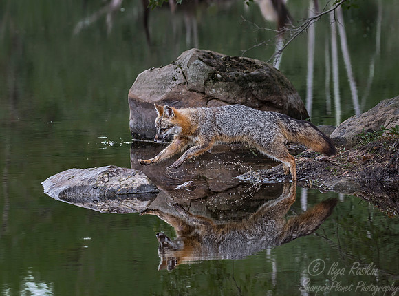 287 Gray Fox (Urocyon cinereoargenteus) - Minnesota Wildlife Connection