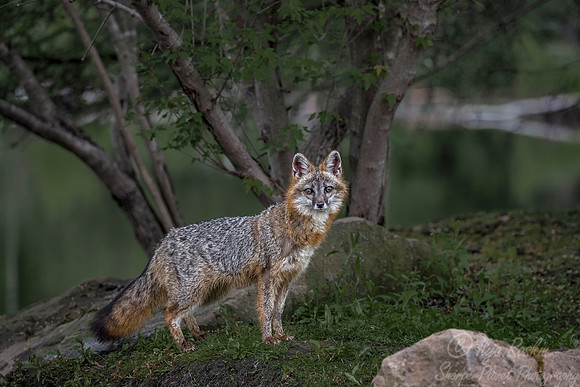 288 Gray Fox (Urocyon cinereoargenteus) - Minnesota Wildlife Connection