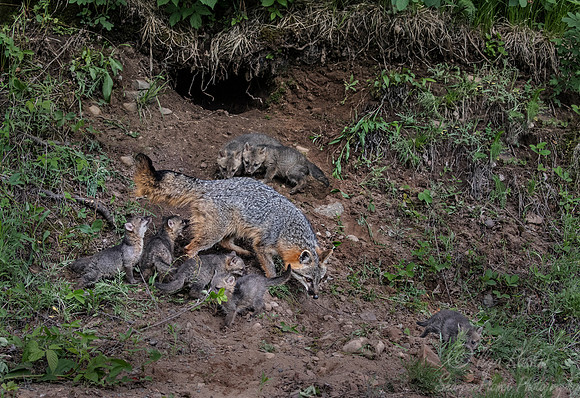 289 Gray Fox (Urocyon cinereoargenteus) - Minnesota Wildlife Connection