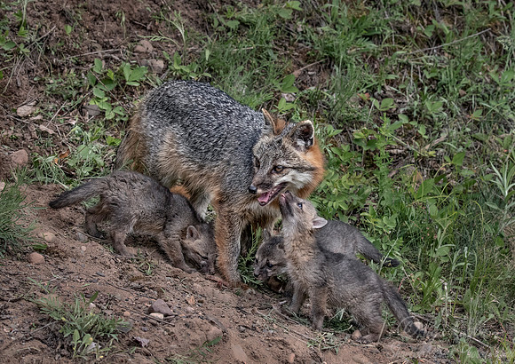 292 Gray Fox with pups (Urocyon cinereoargenteus) - Minnesota Wildlife Connection