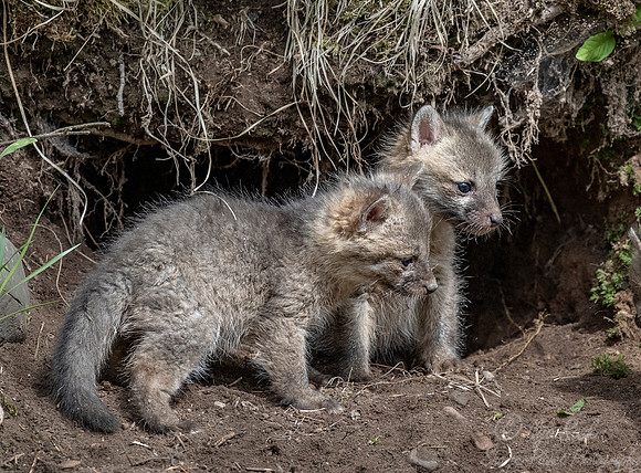 295 Gray Fox pups (Urocyon cinereoargenteus) - Minnesota Wildlife Connection