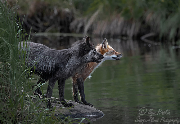 297 Red Foxes - red and silver morths (Vulpes vulpes) - Minnesota Wildlife Connection