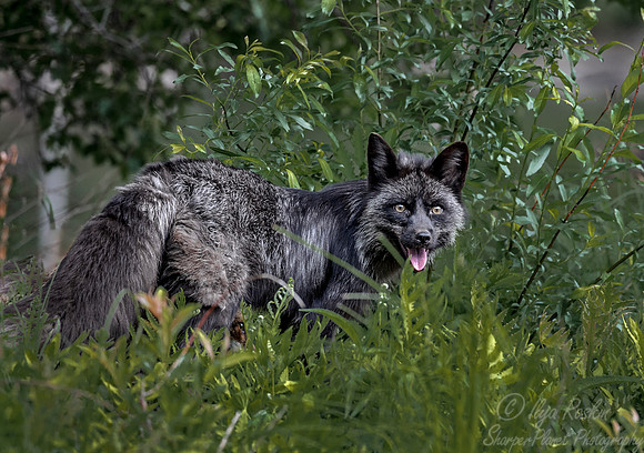 298 Red Fox silver morth (Vulpes vulpes) - Minnesota Wildlife Connection
