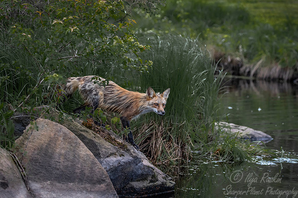 301 Red Fox (Vulpes vulpes) - Minnesota Wildlife Connection