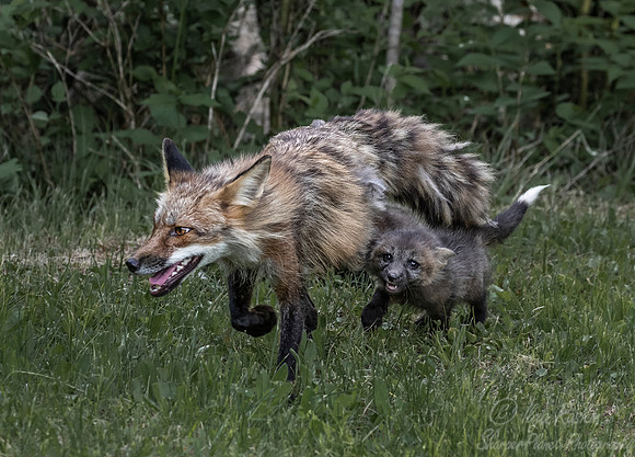 306 Red Fox with pup (Vulpes vulpes) - Minnesota Wildlife Connection