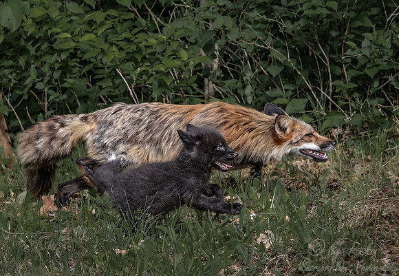 307 Red Fox with pup (Vulpes vulpes) - Minnesota Wildlife Connection