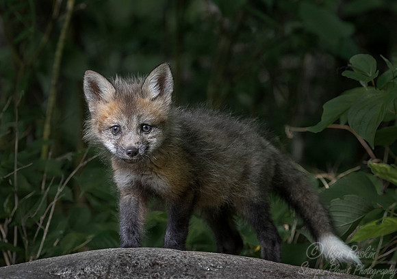 308 Red Fox pup (Vulpes vulpes) - Minnesota Wildlife Connection
