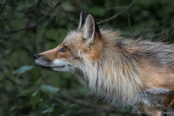 309 Red Fox (Vulpes vulpes) - Minnesota Wildlife Connection