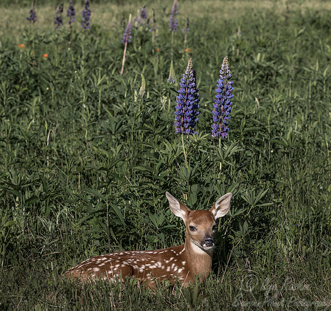 213 White-tailed Deer fawn(Odocoileus virginianus) - Minnesota Wildlife Connection