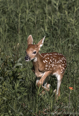 215 White-tailed Deer fawn(Odocoileus virginianus) - Minnesota Wildlife Connection