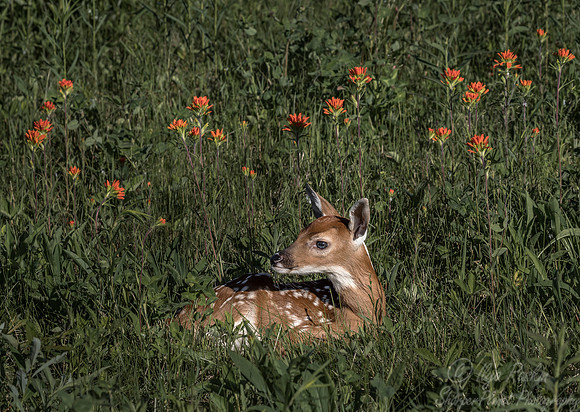 214 White-tailed Deer fawn(Odocoileus virginianus) - Minnesota Wildlife Connection