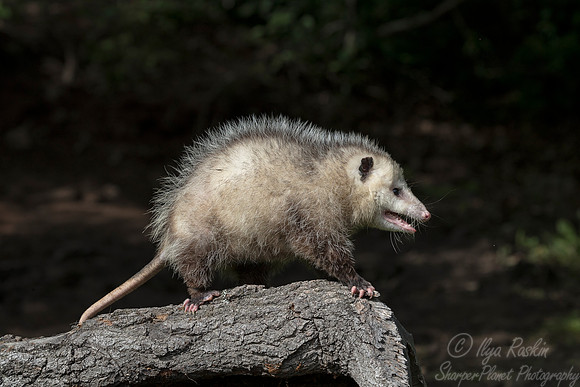 137  - Minnesota Wildlife Connection
