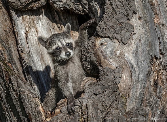 140 Racoon (Procyon lotor) - Minnesota Wildlife Connection