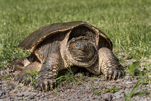 136 Snapping Turtle (Chelydra serpentina) - Minnesota