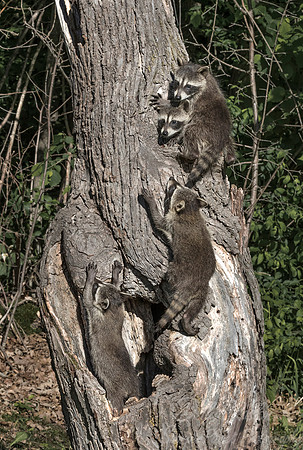 139 Racoons (Procyon lotor) - Minnesota Wildlife Connection