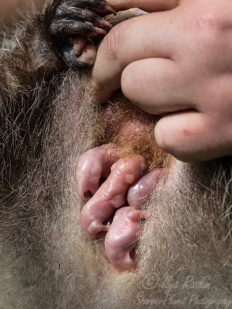 138 Virginia opossum pups in the pouch (Didelphis virginiana) - Minnesota Wildlife Connection