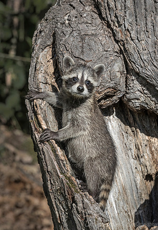 141 Racoon (Procyon lotor) - Minnesota Wildlife Connection
